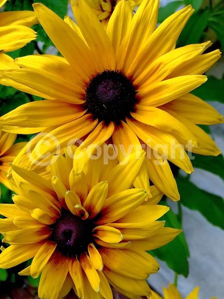 Red blooms; Orange blooms; Yellow blooms; North American Native