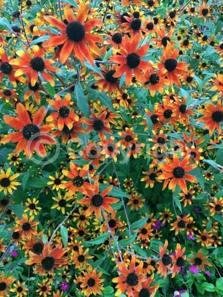 Red blooms; Orange blooms; Yellow blooms; North American Native