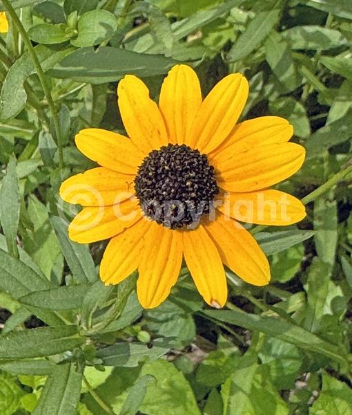 Yellow blooms; North American Native
