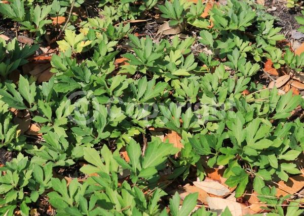 Yellow blooms; North American Native