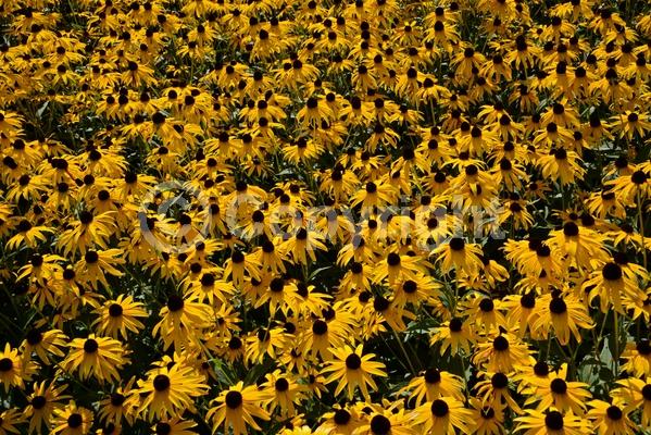 Yellow blooms; North American Native
