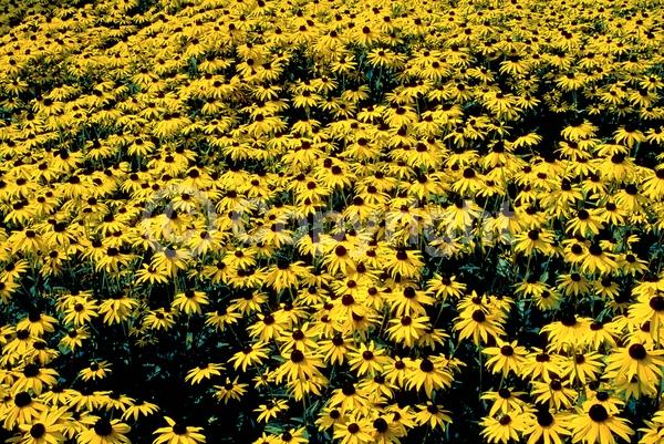 Yellow blooms; North American Native