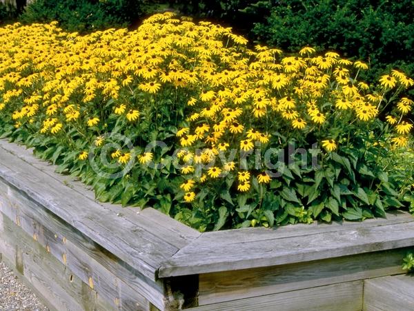 Yellow blooms; North American Native