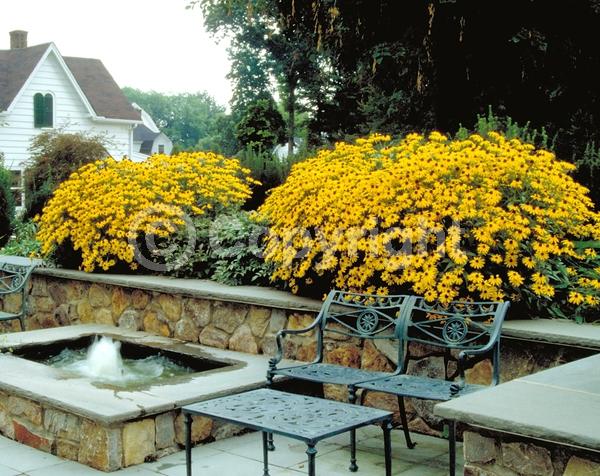 Yellow blooms; North American Native