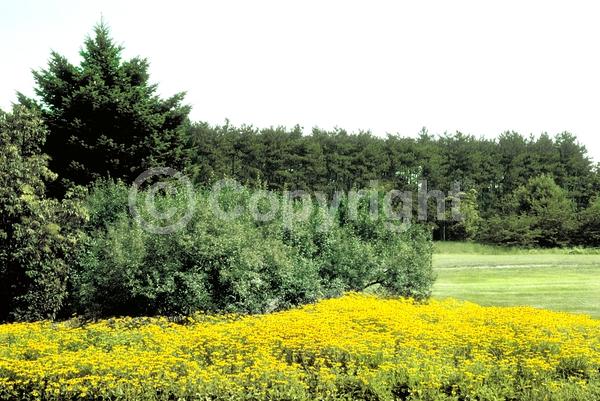 Yellow blooms; North American Native