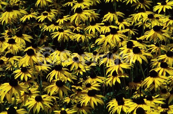 Yellow blooms; North American Native
