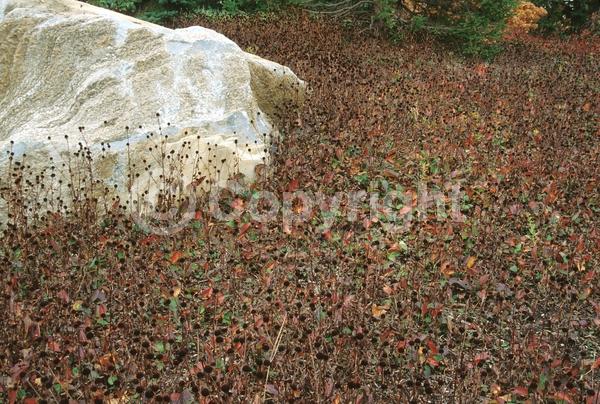 Yellow blooms; North American Native