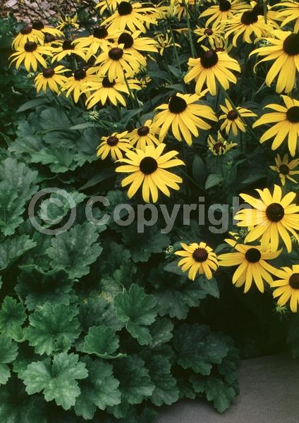 Yellow blooms; North American Native