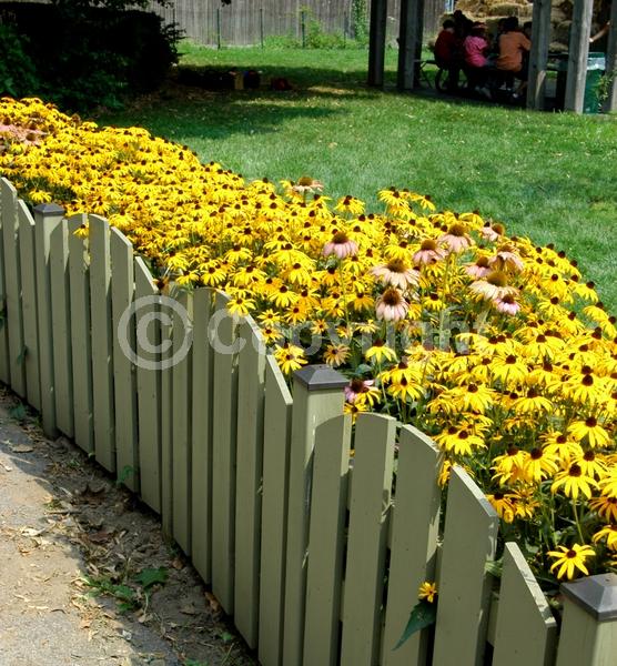 Yellow blooms; North American Native