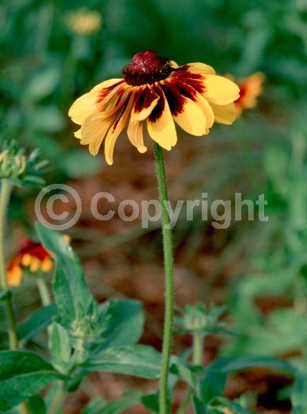 Red blooms; Orange blooms; Yellow blooms; North American Native