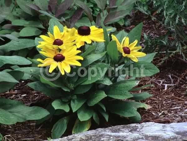 Yellow blooms; North American Native