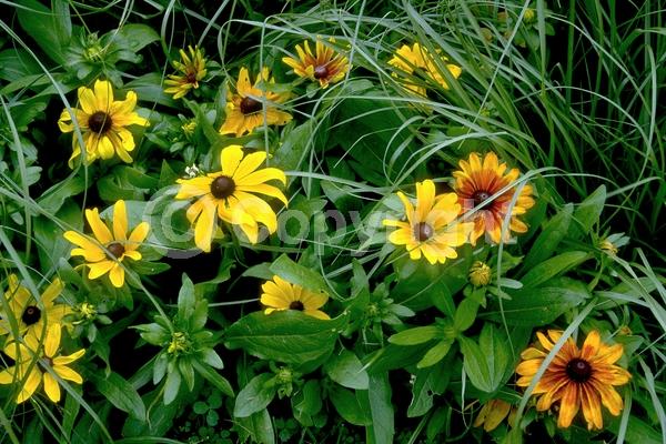 Yellow blooms; North American Native