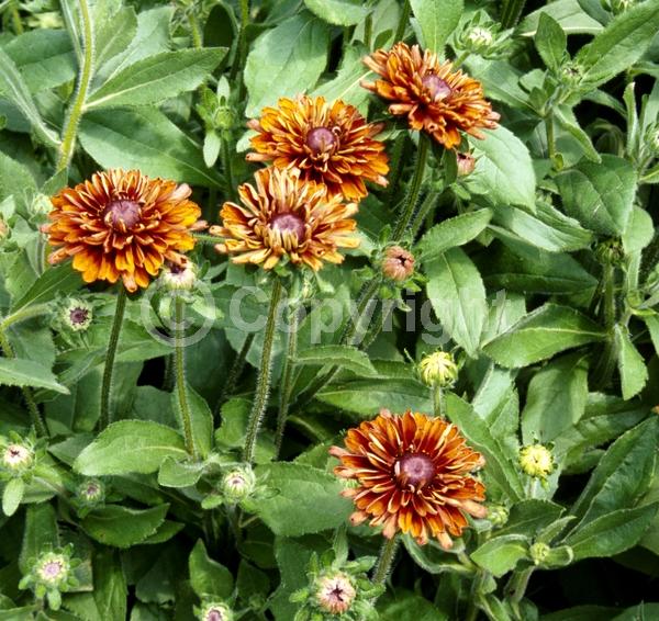 Red blooms; Orange blooms; Yellow blooms; Brown blooms; Rust or bronze blooms; Deciduous; Broadleaf