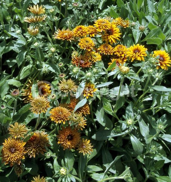 Red blooms; Orange blooms; Yellow blooms; Brown blooms; Rust or bronze blooms; Deciduous; Broadleaf