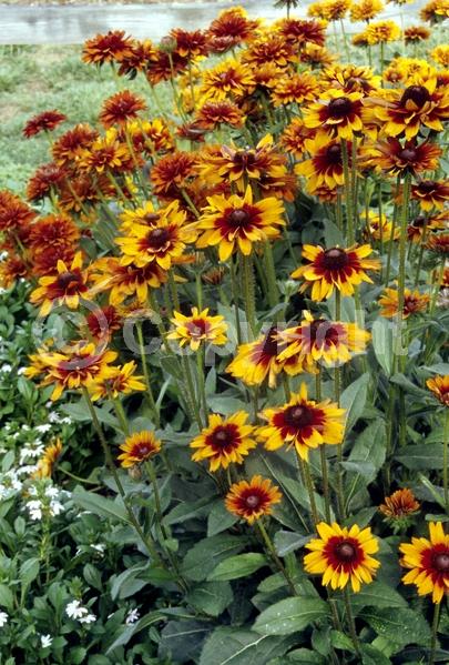 Red blooms; Orange blooms; Yellow blooms; Brown blooms; Rust or bronze blooms; Deciduous; Broadleaf