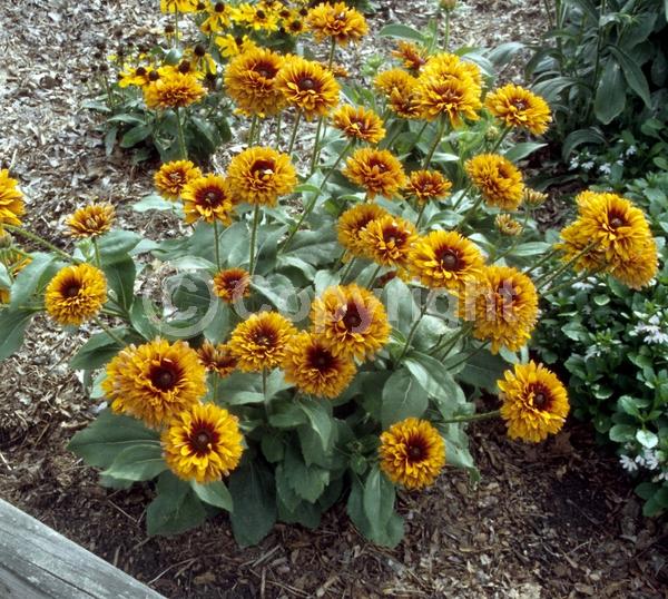 Red blooms; Orange blooms; Yellow blooms; Brown blooms; Rust or bronze blooms; Deciduous; Broadleaf