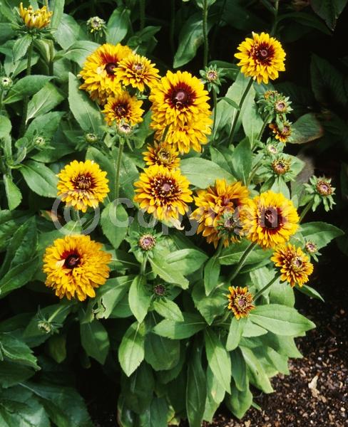 Red blooms; Orange blooms; Yellow blooms; Brown blooms; Rust or bronze blooms; Deciduous; Broadleaf