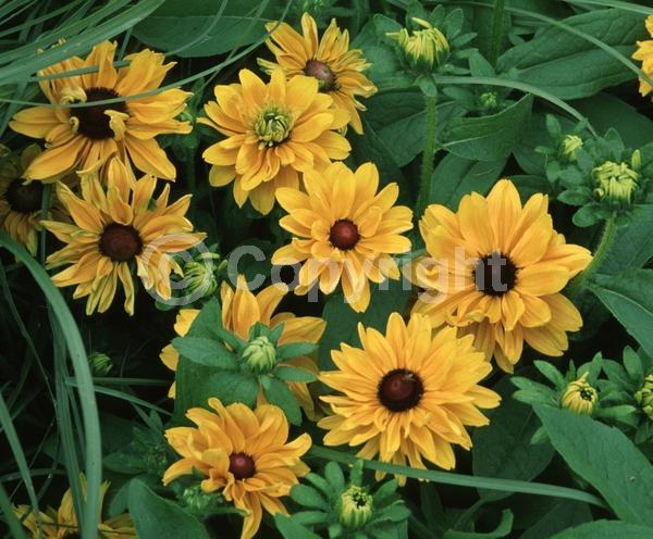 Yellow blooms; North American Native