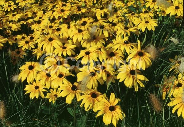 Yellow blooms; North American Native