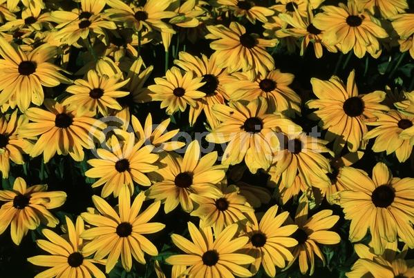 Yellow blooms; North American Native
