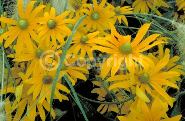 Orange blooms; North American Native
