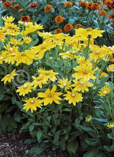 Yellow blooms; Deciduous; Broadleaf