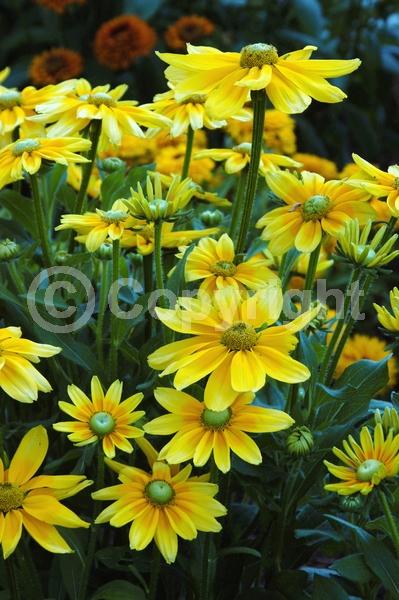 Yellow blooms; Deciduous; Broadleaf