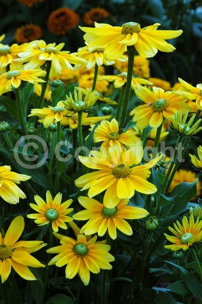 Yellow blooms; Deciduous; Broadleaf