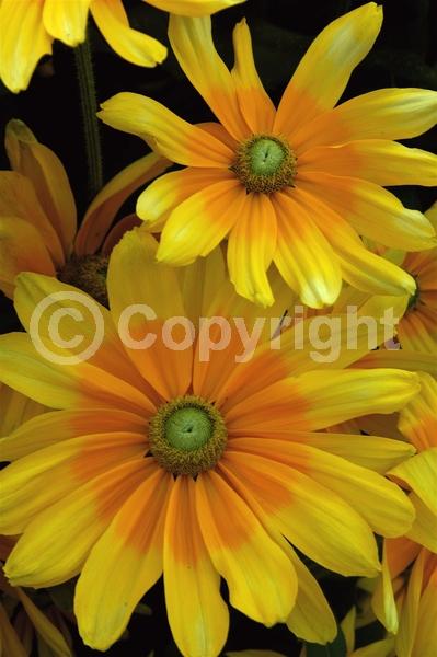 Yellow blooms; Deciduous; Broadleaf