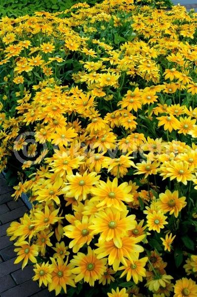 Yellow blooms; Deciduous; Broadleaf