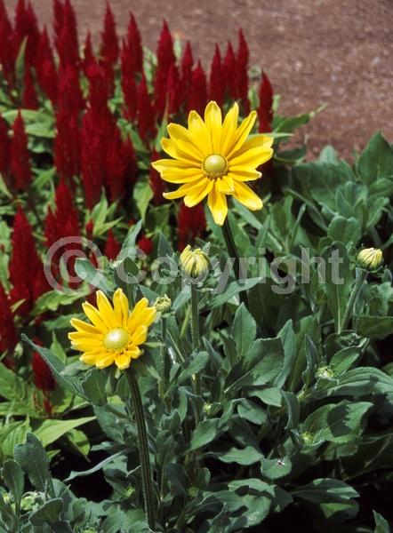Yellow blooms; Deciduous; Broadleaf