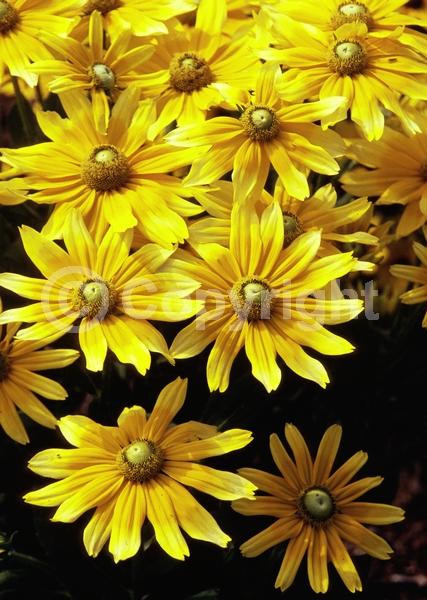 Yellow blooms; Deciduous; Broadleaf