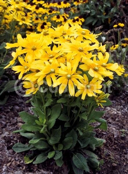 Yellow blooms; Deciduous; Broadleaf