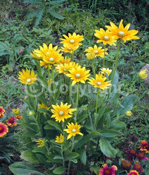 Yellow blooms; Deciduous; Broadleaf