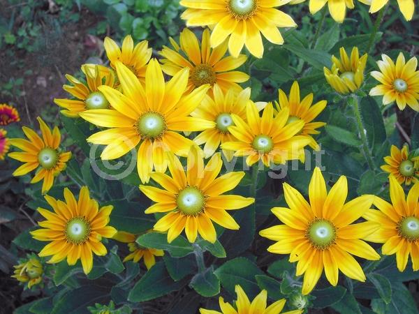 Yellow blooms; Deciduous; Broadleaf