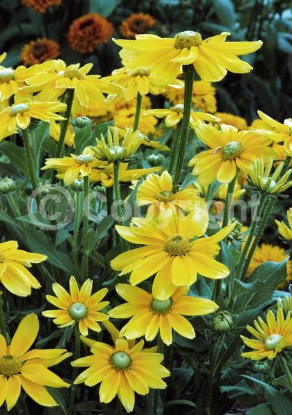 Yellow blooms; Deciduous; Broadleaf