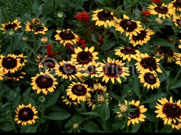 Red blooms; Yellow blooms; North American Native