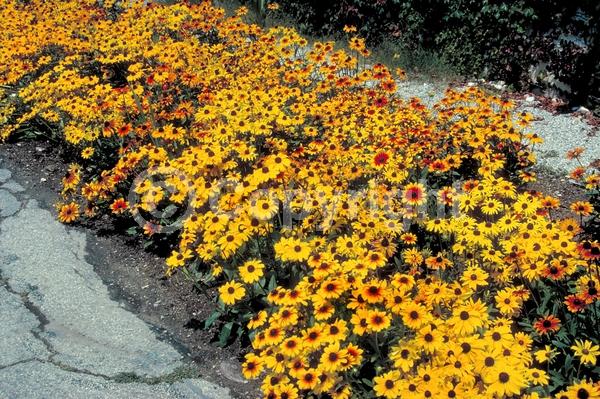 Red blooms; Orange blooms; Yellow blooms; North American Native