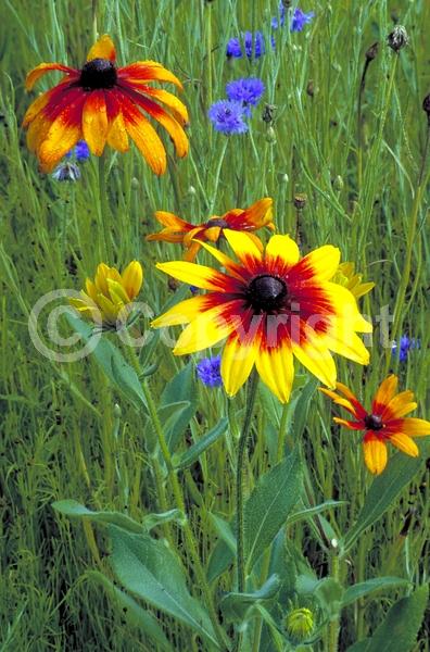Red blooms; Orange blooms; Yellow blooms; North American Native