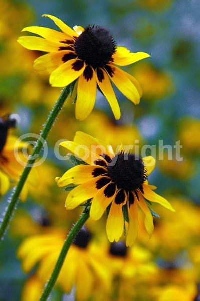 Red blooms; Orange blooms; Yellow blooms; North American Native