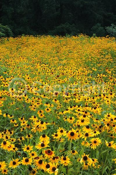 Red blooms; Orange blooms; Yellow blooms; North American Native