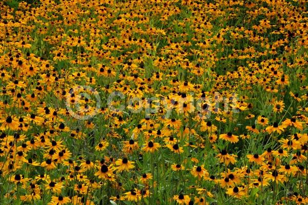 Red blooms; Orange blooms; Yellow blooms; North American Native