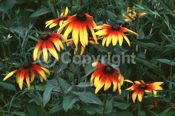 Red blooms; Orange blooms; Yellow blooms; North American Native