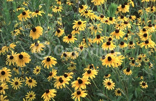 Red blooms; Orange blooms; Yellow blooms; North American Native