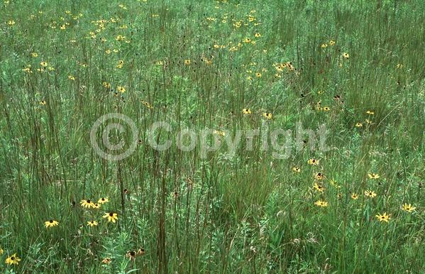 Red blooms; Orange blooms; Yellow blooms; North American Native