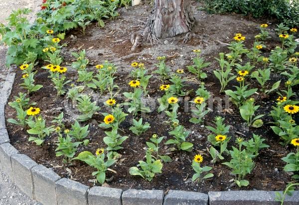 Red blooms; Orange blooms; Yellow blooms; North American Native