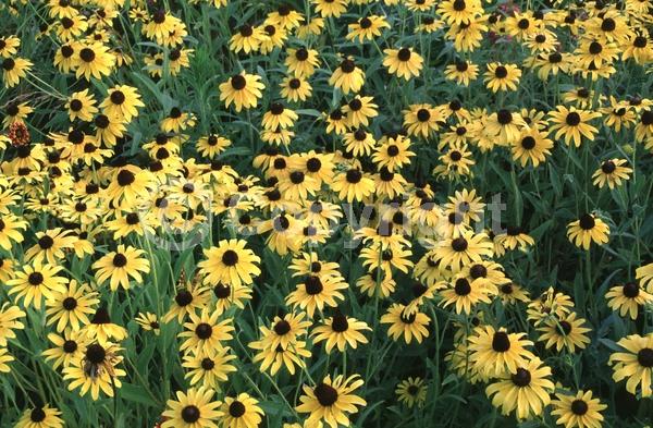 Red blooms; Orange blooms; Yellow blooms; North American Native