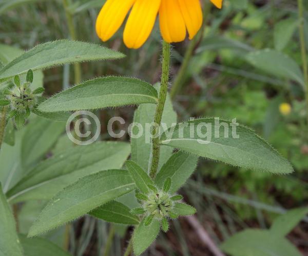 Red blooms; Orange blooms; Yellow blooms; North American Native