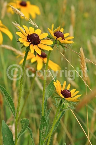 Red blooms; Orange blooms; Yellow blooms; North American Native