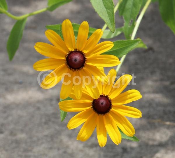 Red blooms; Orange blooms; Yellow blooms; North American Native